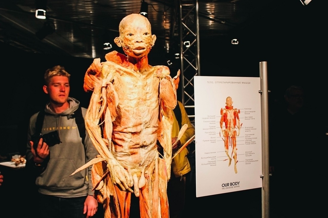 Выставка «Тайны тела», фото: Анастасия Рогатко