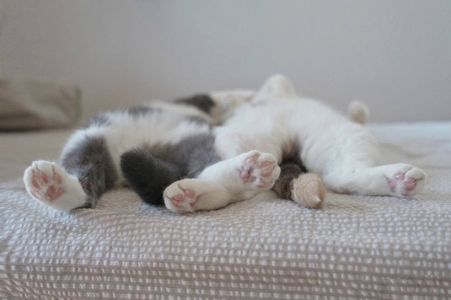 default_las-mejores-fotos-de-gatos-durmi