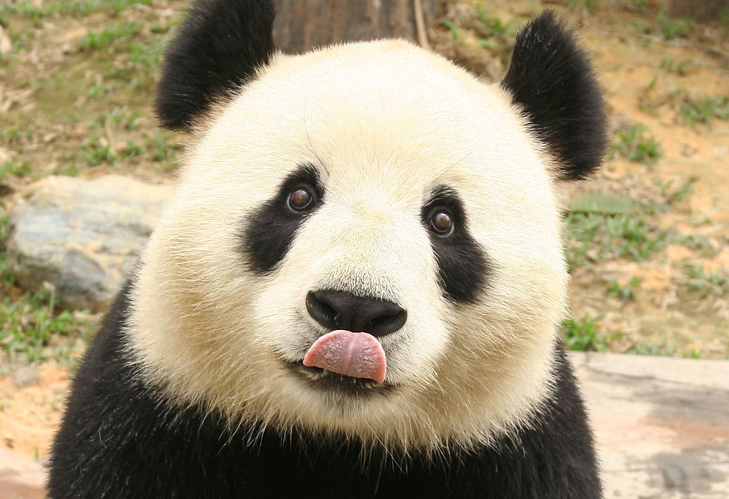Cute panda