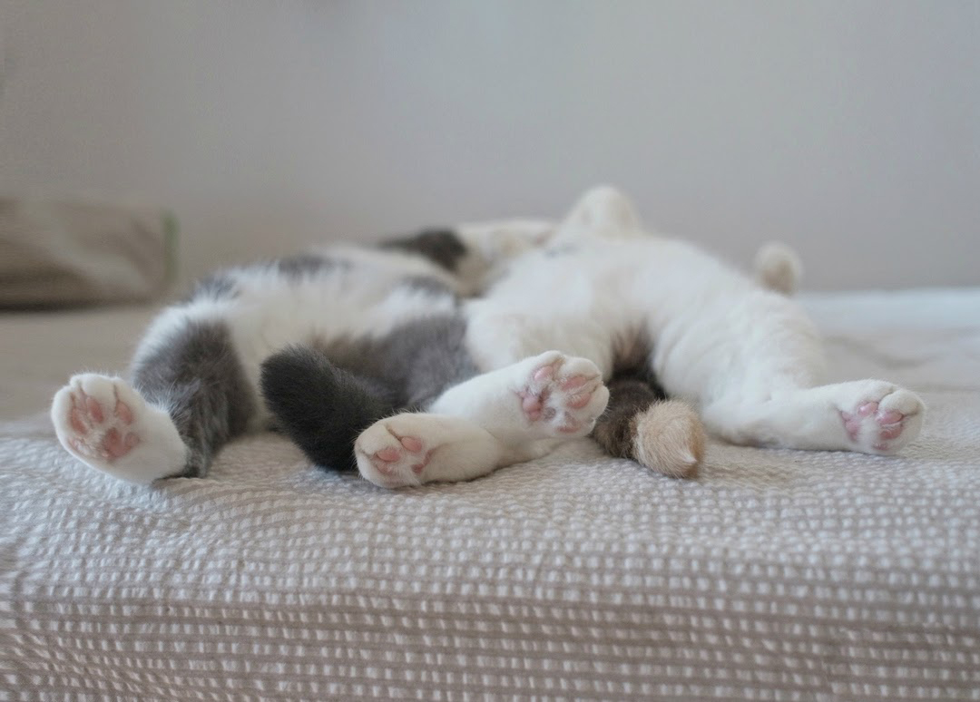 Las mejores fotos de gatos durmiendo 13