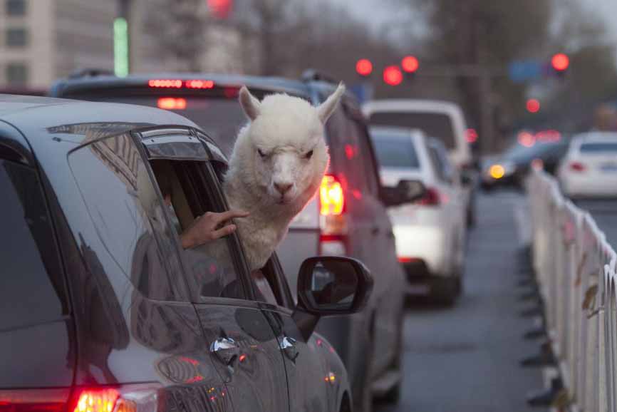 This alpaca is not happy with the neck room in his economy car