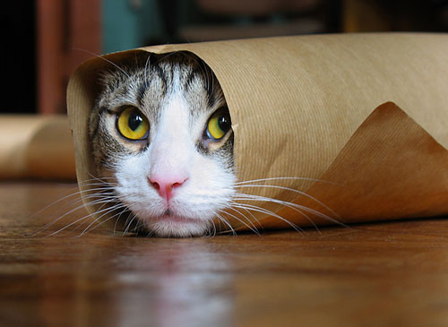 Kitty paper roll