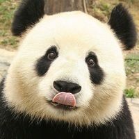 Thumb cute panda