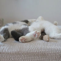 Thumb las mejores fotos de gatos durmiendo 13